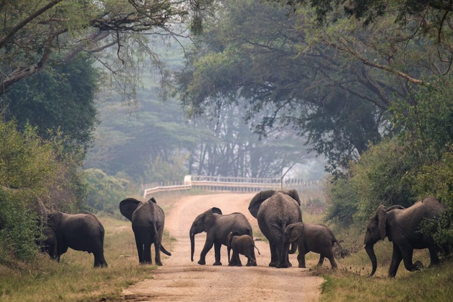 African elephants calmly crossing a dirt road surrounded by lush greenery, illustrating wildlife in its natural habitat.